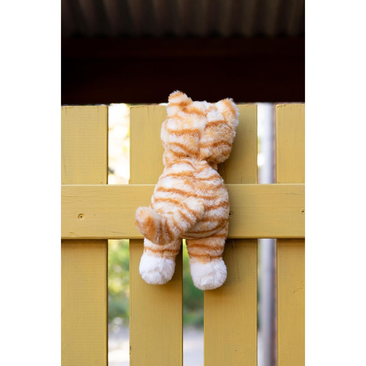 Ginger the Kitten