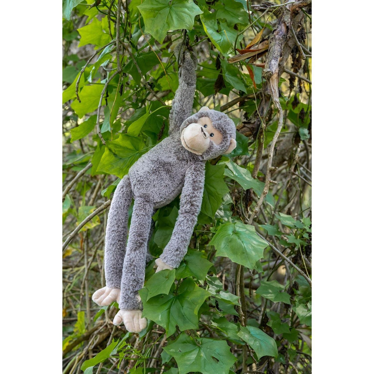 Mani the Monkey