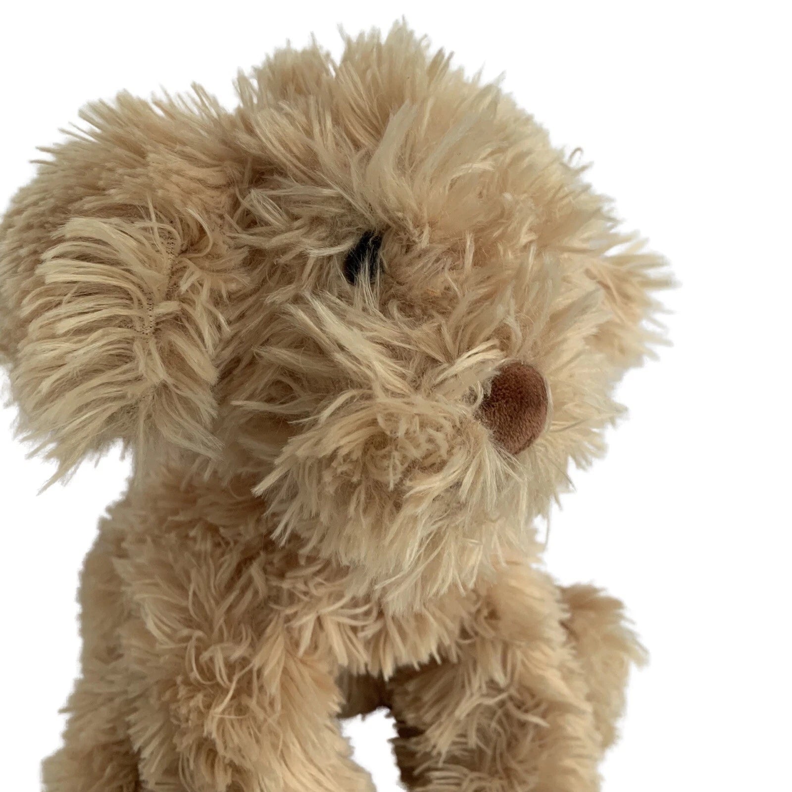 Nayla Cavoodle  26 Cm