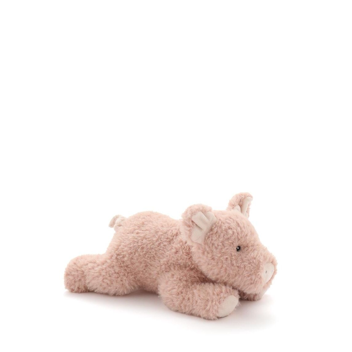Paloma the Pig