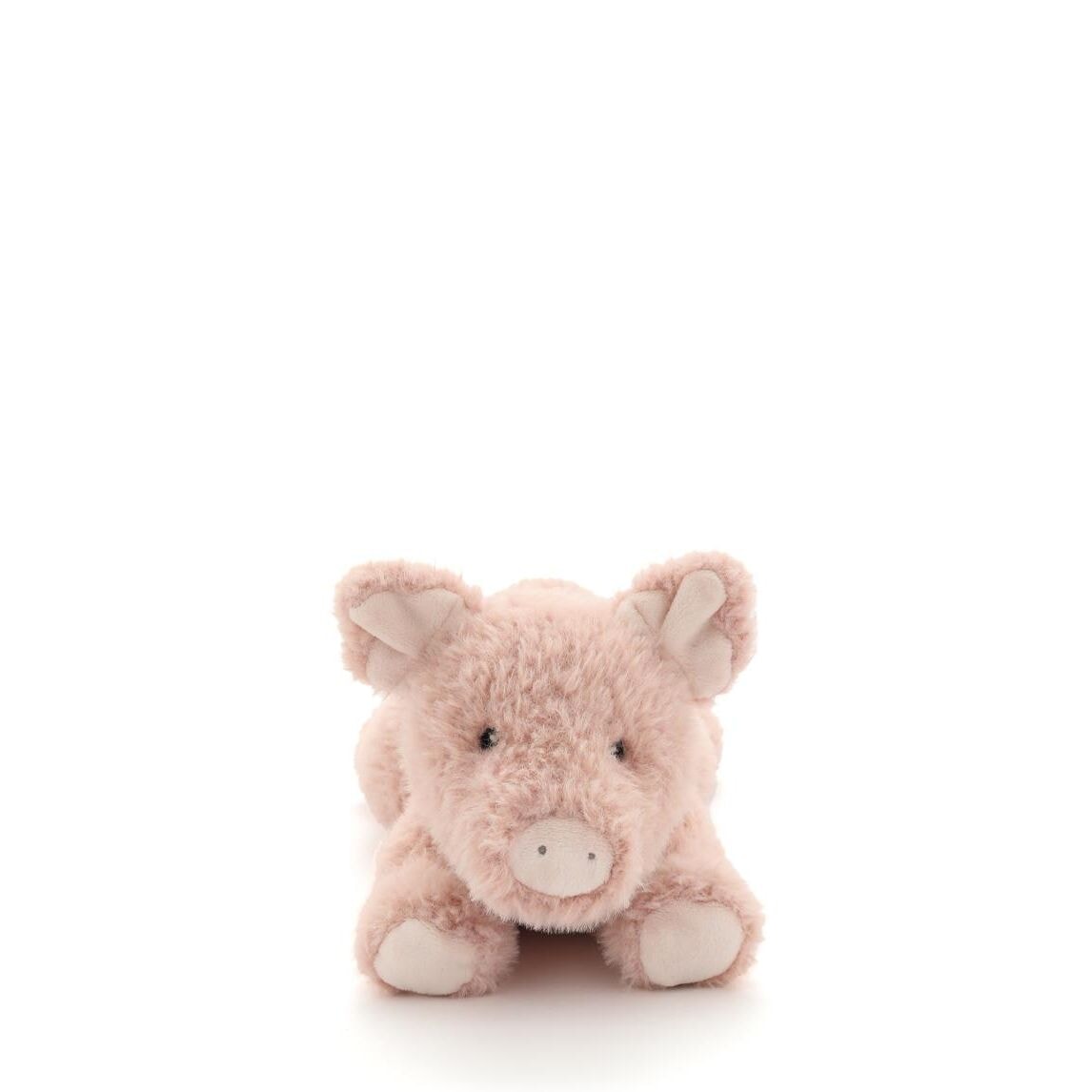 Paloma the Pig