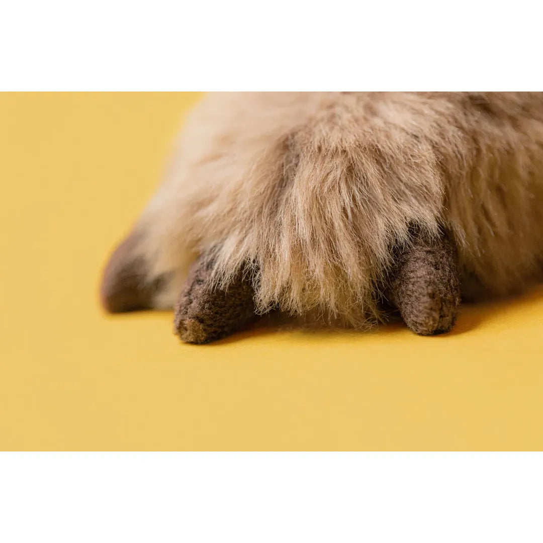Wonda Wombat